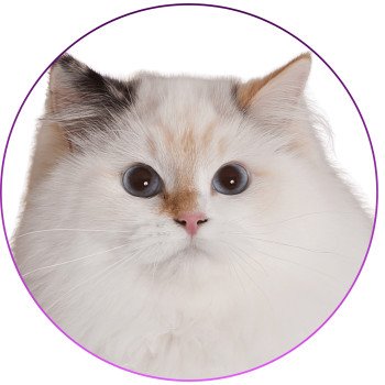 chat Ragdoll seal tortie point bicolor Aslania Nordika Trycoline’s