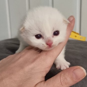 chaton Ragdoll Trycoline’s