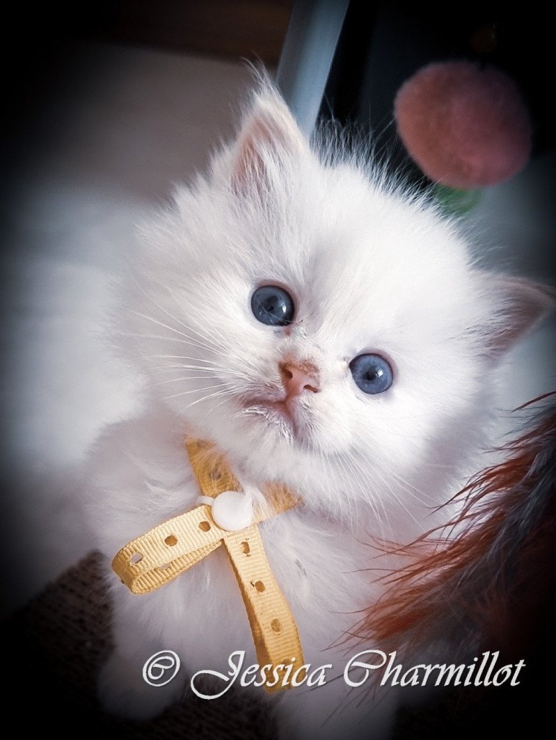 Trycoline’s Star Naos Mâle Ragdoll Trycoline’s Star Naos Mâle Ragdoll