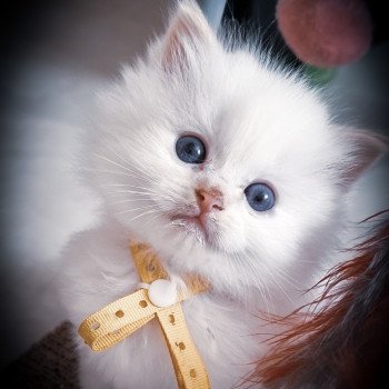 chaton Ragdoll Star Naos Trycoline’s