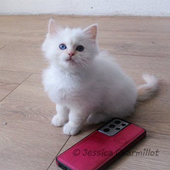 chaton Ragdoll Star Naos Yuzu Trycoline’s