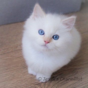 chaton Ragdoll Star Naos Yuzu Trycoline’s