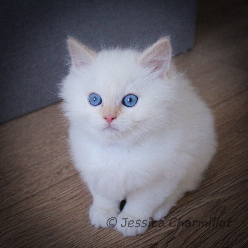 Trycoline’s Star Naos Yuzu Mâle Ragdoll