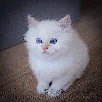 chaton Ragdoll Star Naos Yuzu Trycoline’s