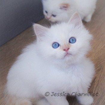 chaton Ragdoll Star Naos Yuzu Trycoline’s