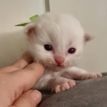 chaton Ragdoll Trycoline’s chaton Ragdoll Trycoline’s