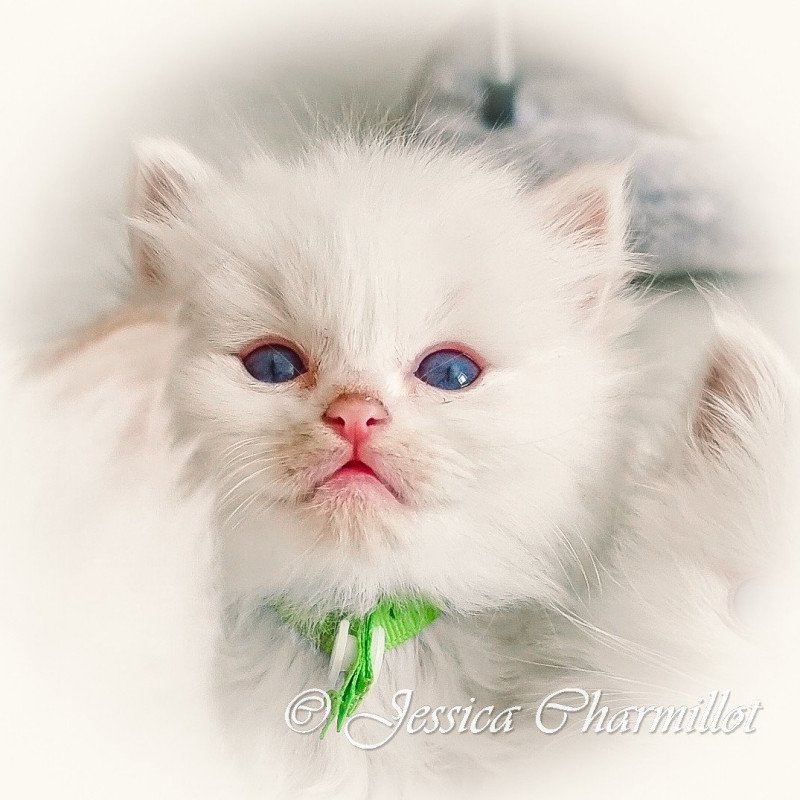 Trycoline’s Star Sirius Mâle Ragdoll Trycoline’s Star Sirius Mâle Ragdoll