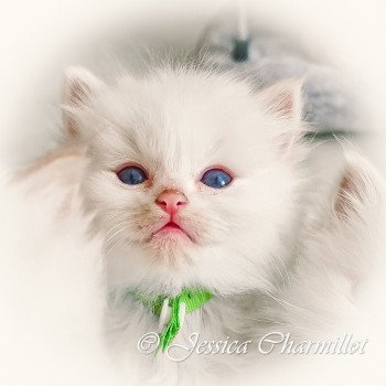 chaton Ragdoll Star Sirius Trycoline’s