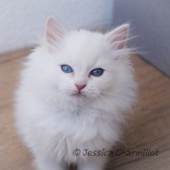 chaton Ragdoll Star Sirius Trycoline’s chaton Ragdoll Star Sirius Trycoline’s