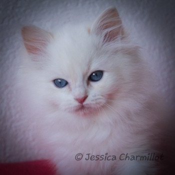 chaton Ragdoll Star Sirius Trycoline’s