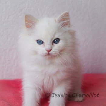 Trycoline’s Star Sirius Mâle Ragdoll