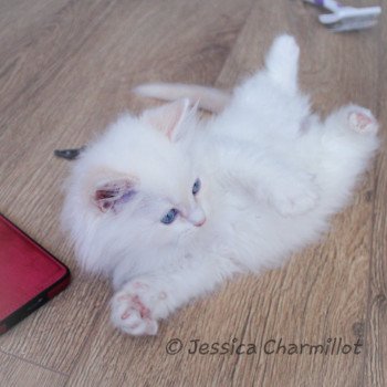 chaton Ragdoll Star Sirius Trycoline’s