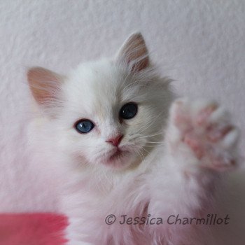 chaton Ragdoll Star Sirius Trycoline’s