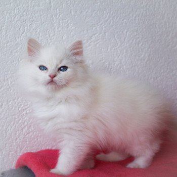 chaton Ragdoll Star Sirius Trycoline’s