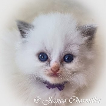 chaton Ragdoll Star Alya Trycoline’s