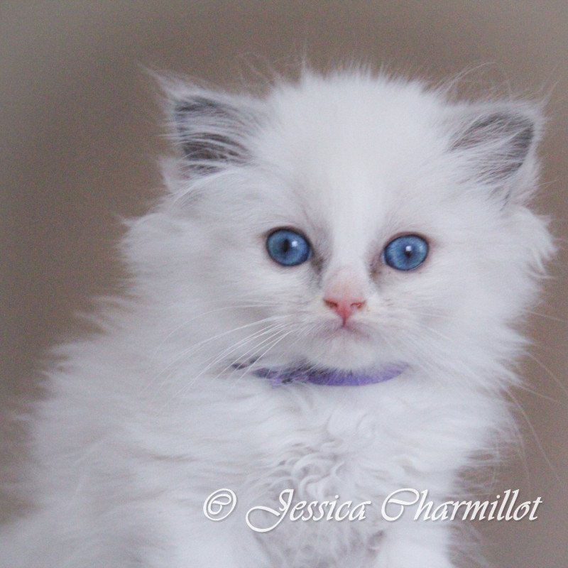 Trycoline’s Star Alya Lola Femelle Ragdoll Trycoline’s Star Alya Lola Femelle Ragdoll