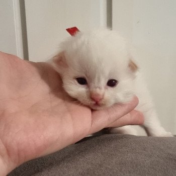 chaton Ragdoll Trycoline’s chaton Ragdoll Trycoline’s