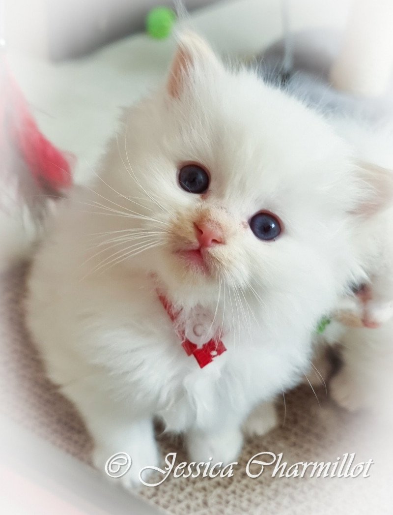 Trycoline’s Star Orion Mâle Ragdoll Trycoline’s Star Orion Mâle Ragdoll