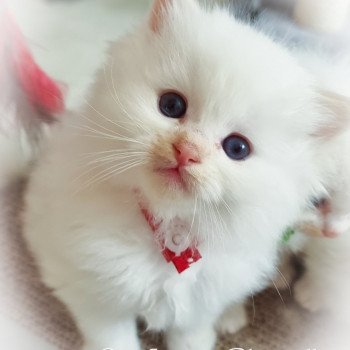 chaton Ragdoll Star Orion Trycoline’s