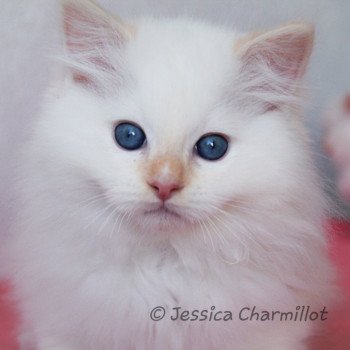 chaton Ragdoll Star Orion Trycoline’s