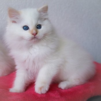 chaton Ragdoll Star Orion Trycoline’s