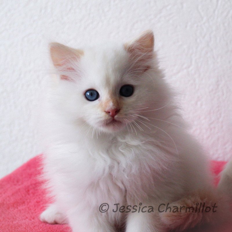 Trycoline’s Star Orion Milou Mâle Ragdoll Trycoline’s Star Orion Milou Mâle Ragdoll