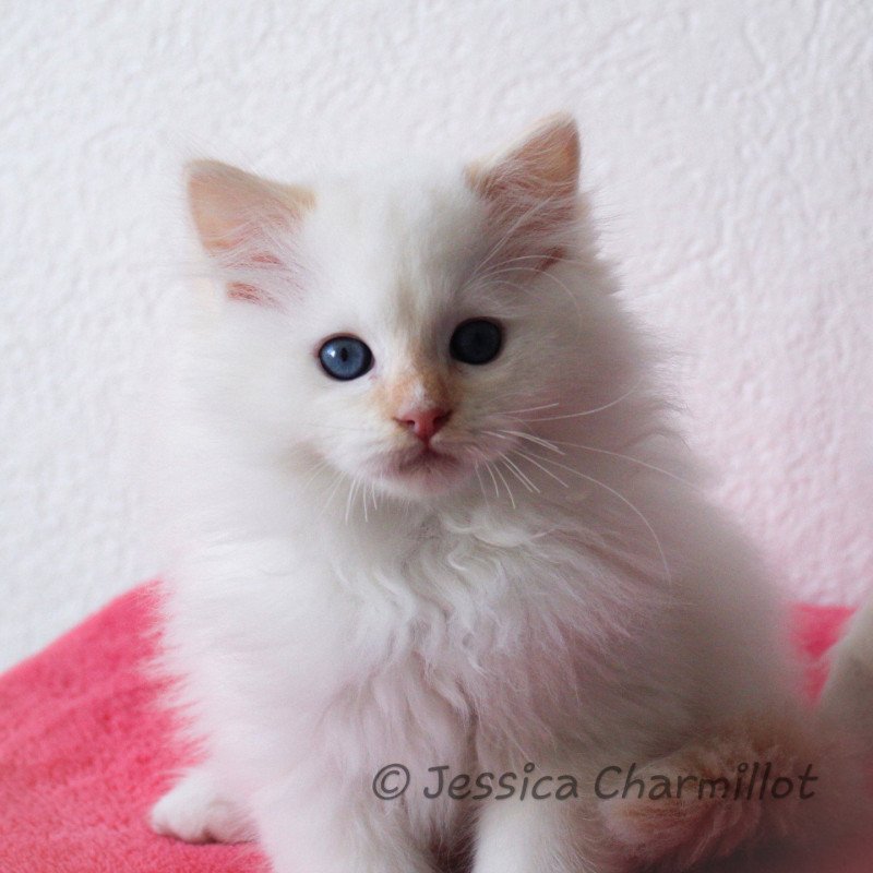 Trycoline’s Star Orion Milou Mâle Ragdoll