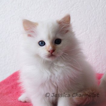 chaton Ragdoll Star Orion Trycoline’s