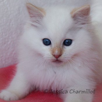 chaton Ragdoll Star Orion Trycoline’s