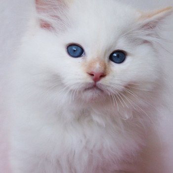 chaton Ragdoll Star Orion Trycoline’s