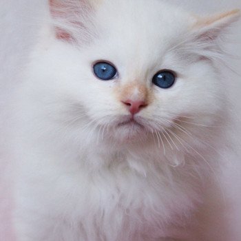 chaton Ragdoll Star Orion Trycoline’s chaton Ragdoll Star Orion Trycoline’s