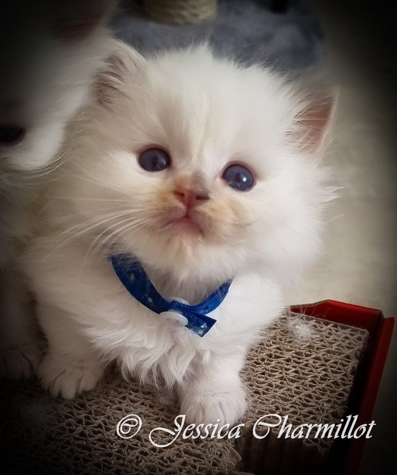 Trycoline’s Star Vega Femelle Ragdoll Trycoline’s Star Vega Femelle Ragdoll