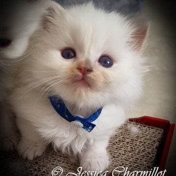 chaton Ragdoll Star Vega Trycoline’s