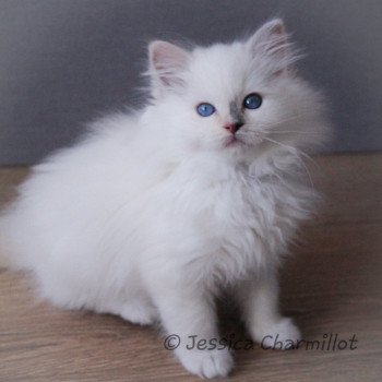 chaton Ragdoll blue tortie point mitted Star Vega Sachiko Trycoline’s