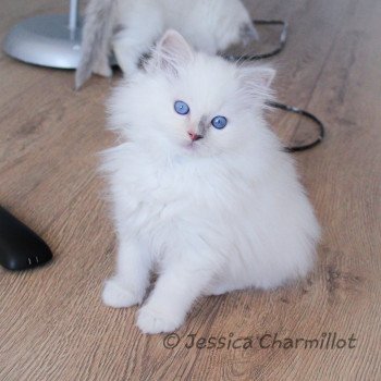 chaton Ragdoll blue tortie point mitted Star Vega Sachiko Trycoline’s chaton Ragdoll blue tortie point mitted Star Vega Sachiko Trycoline’s