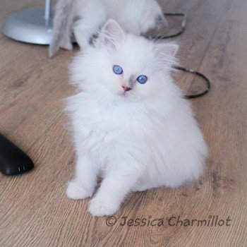 chaton Ragdoll blue tortie point mitted Star Vega Sachiko Trycoline’s