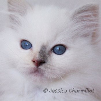 chaton Ragdoll blue tortie point mitted Star Vega Sachiko Trycoline’s chaton Ragdoll blue tortie point mitted Star Vega Sachiko Trycoline’s