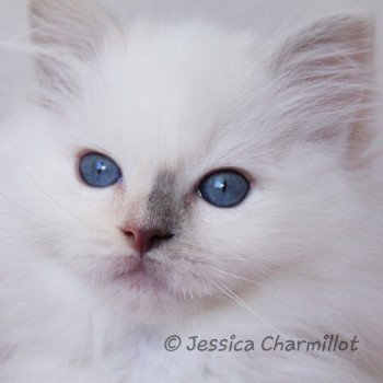 chaton Ragdoll blue tortie point mitted Star Vega Sachiko Trycoline’s