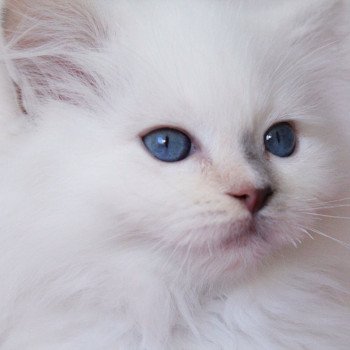 chaton Ragdoll blue tortie point mitted Star Vega Sachiko Trycoline’s