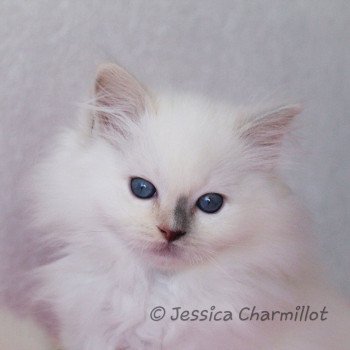 chaton Ragdoll blue tortie point mitted Star Vega Sachiko Trycoline’s chaton Ragdoll blue tortie point mitted Star Vega Sachiko Trycoline’s
