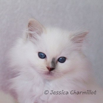 chaton Ragdoll blue tortie point mitted Star Vega Sachiko Trycoline’s