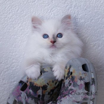 chaton Ragdoll blue tortie point mitted Star Vega Sachiko Trycoline’s