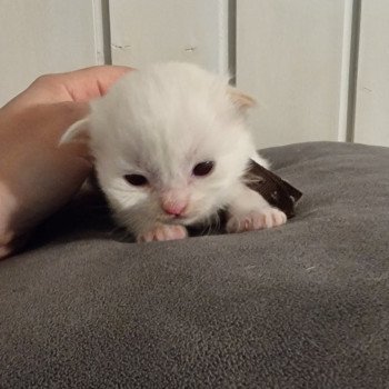 chaton Ragdoll Trycoline’s chaton Ragdoll Trycoline’s