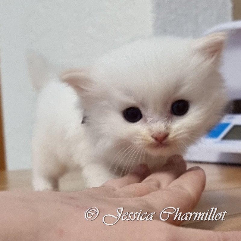 Trycoline’s Star Polaris Mâle Ragdoll Trycoline’s Star Polaris Mâle Ragdoll