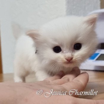 chaton Ragdoll Star Polaris Trycoline’s