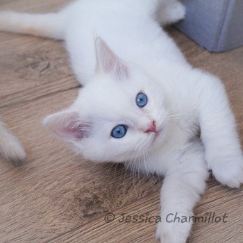 chaton Ragdoll Star Polaris Trycoline’s