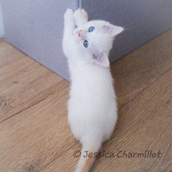 chaton Ragdoll Star Polaris Trycoline’s