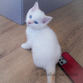 chaton Ragdoll Star Polaris Trycoline’s