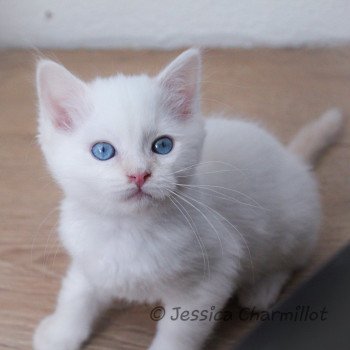 chaton Ragdoll Star Polaris Trycoline’s