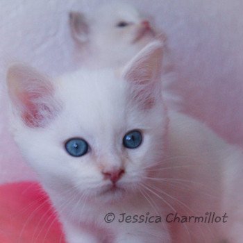 chaton Ragdoll Star Polaris Trycoline’s